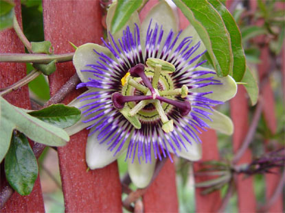 Passion Flower